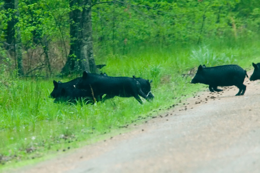 Feral Pigs Pond Creek National Wildlife Refuge, Sevier Cou… Flickr
