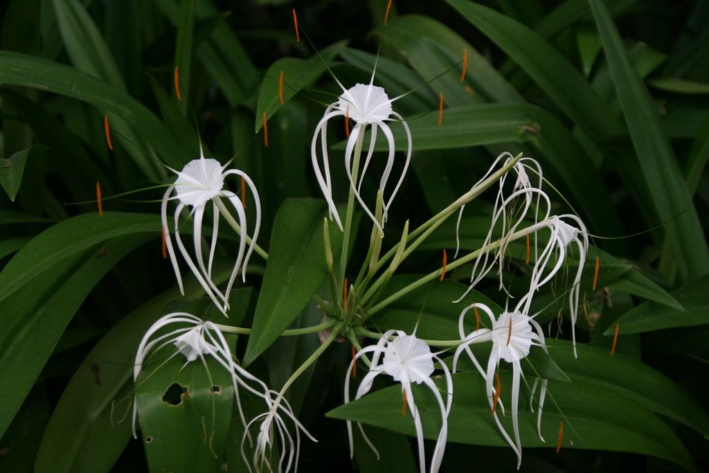 Flowers At Anse Loius. Mahe' Island Seychelles Marco Zanferrari