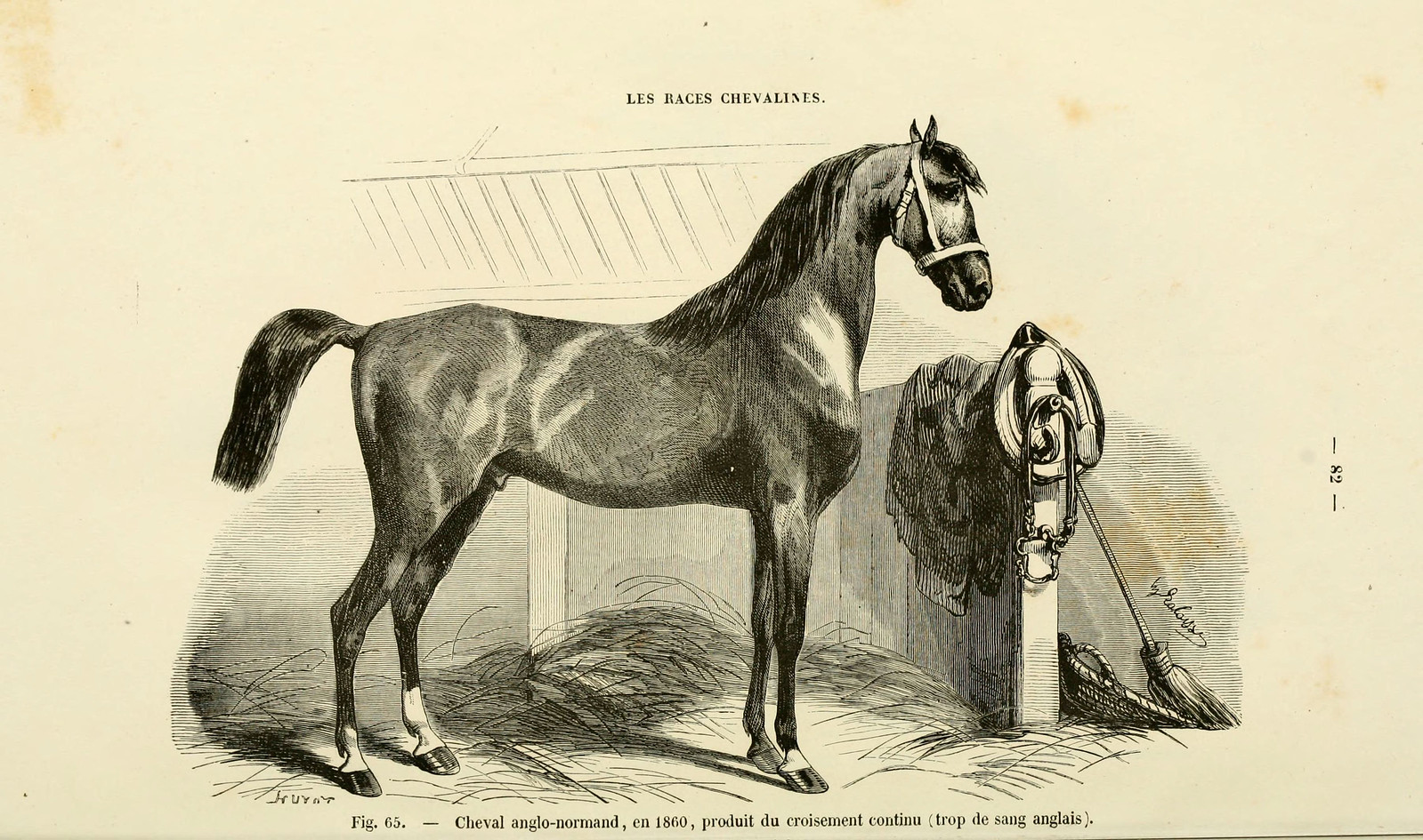 Amazon.fr Instant Cheval : la connaissance du Cheval expliquée.