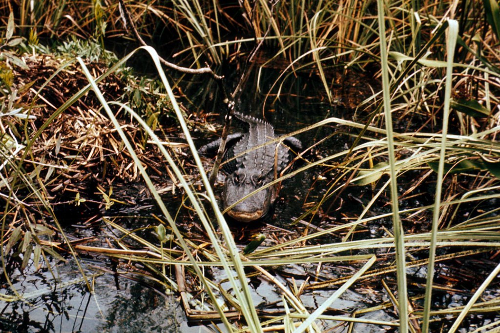 Alligator in weeds Florida Fish and Wildlife Flickr