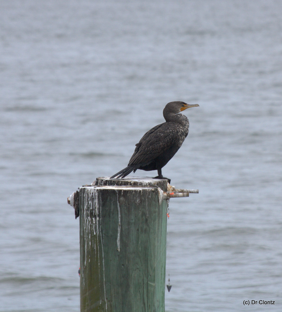 Cormorant Dr Clontz Flickr