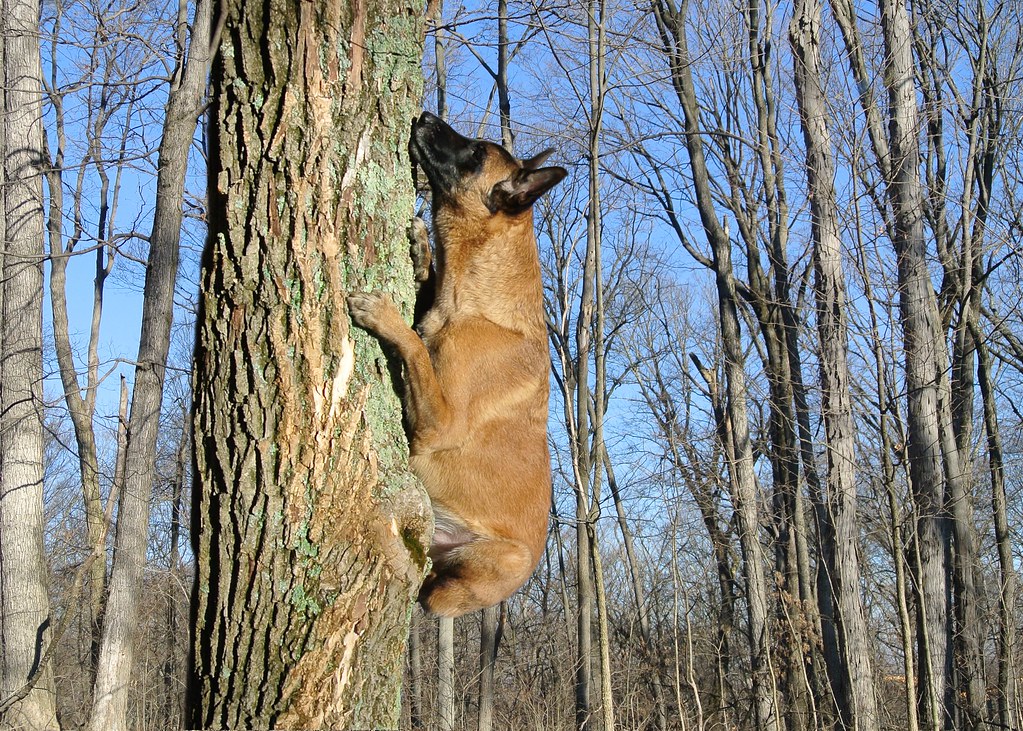 2612 Tree climbing dog? Scoutdogs (Chris) Flickr