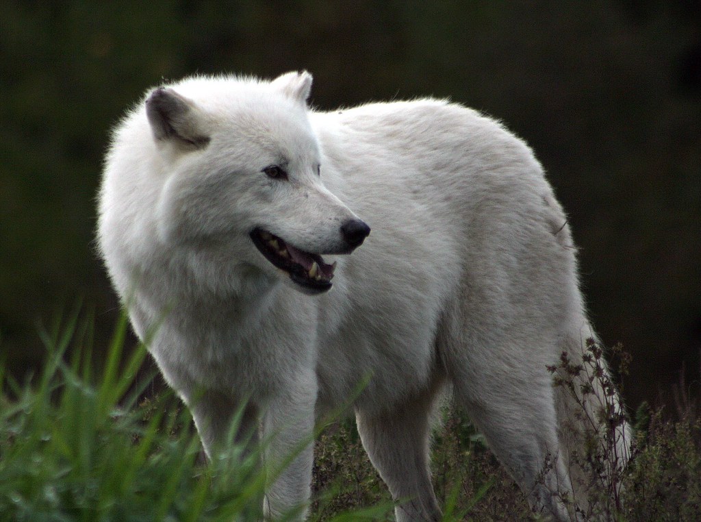 Arctic Wolf Scientific Name Canis lupus arctos