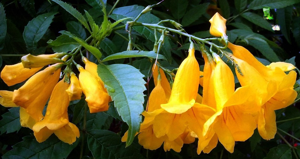 YELLOW TRUMPET BUSH 1 Also known as, Esperanza Yellow Bel… Flickr