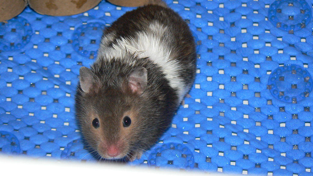 Greasy hamster fur he got into the olive oil that was on h… Zoe is