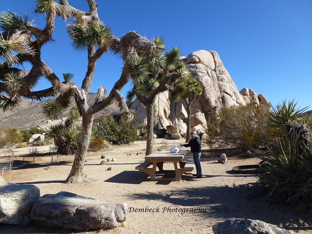 picnic in Joshua Tree WenDem Flickr