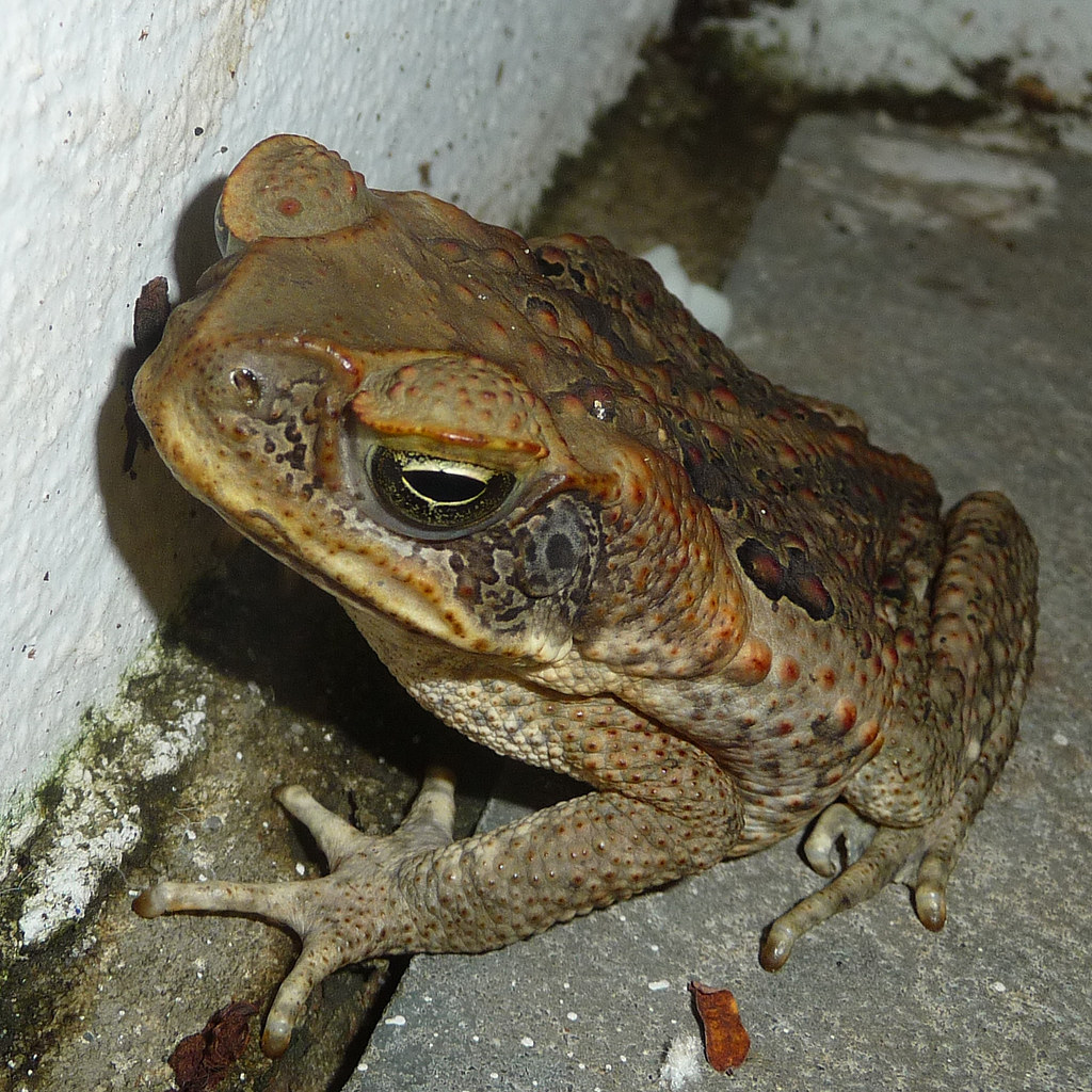 Cane Toad. Bufo marinus gailhampshire Flickr
