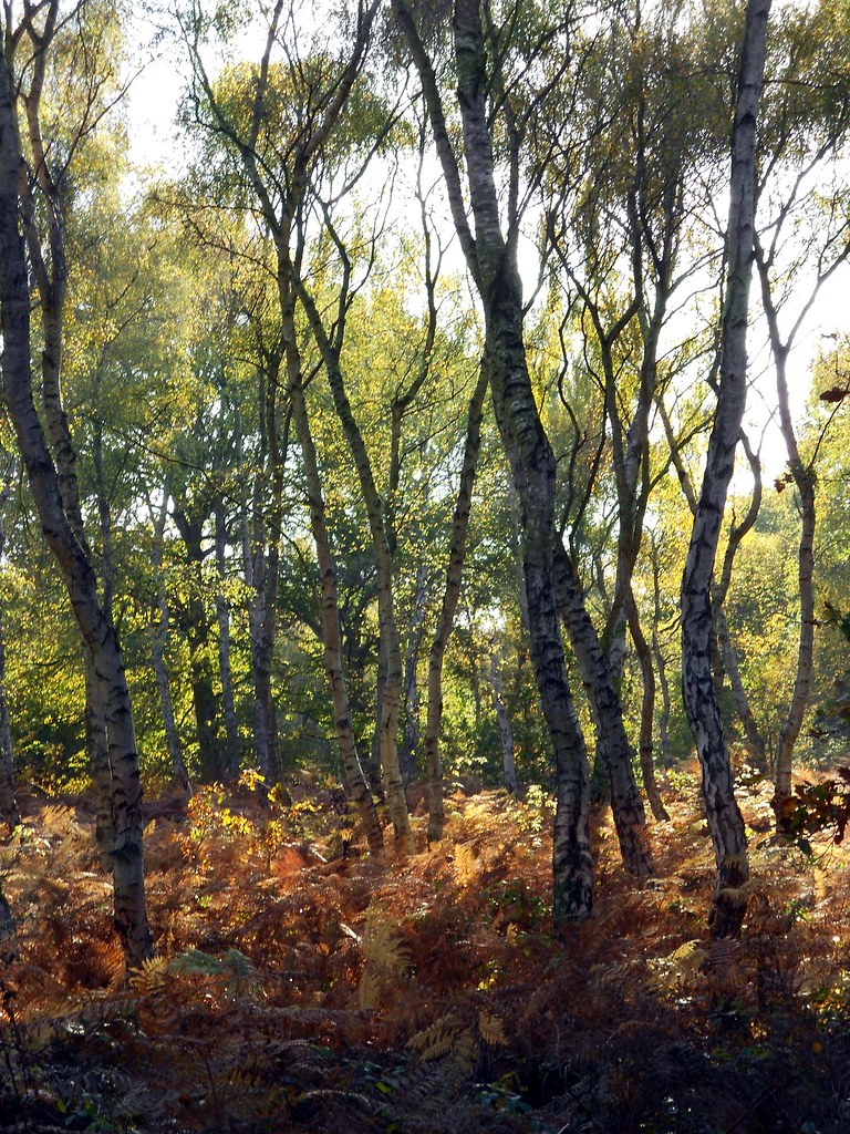 Tree Knees Autumn trees in Sherwood Forest, Nottingham. kwongdzu