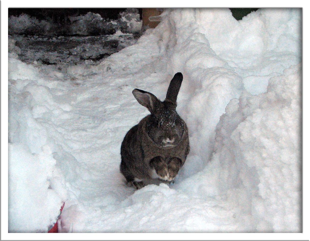 Rabbit running in the snow. Pet rabbit playing in the snow… Flickr