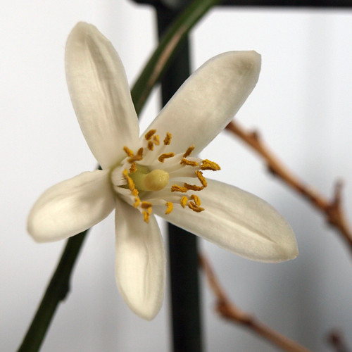 Lime flower My lime tree the one I thought was about to … Flickr