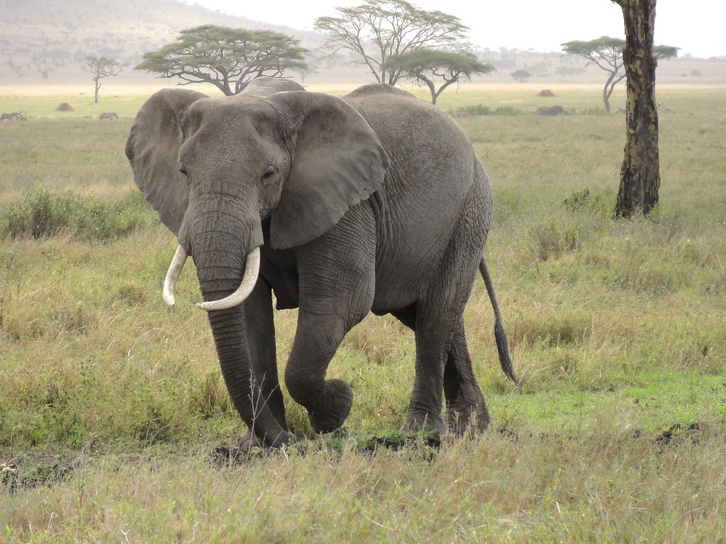 DSC00356 Female Elephant David Kroll Flickr