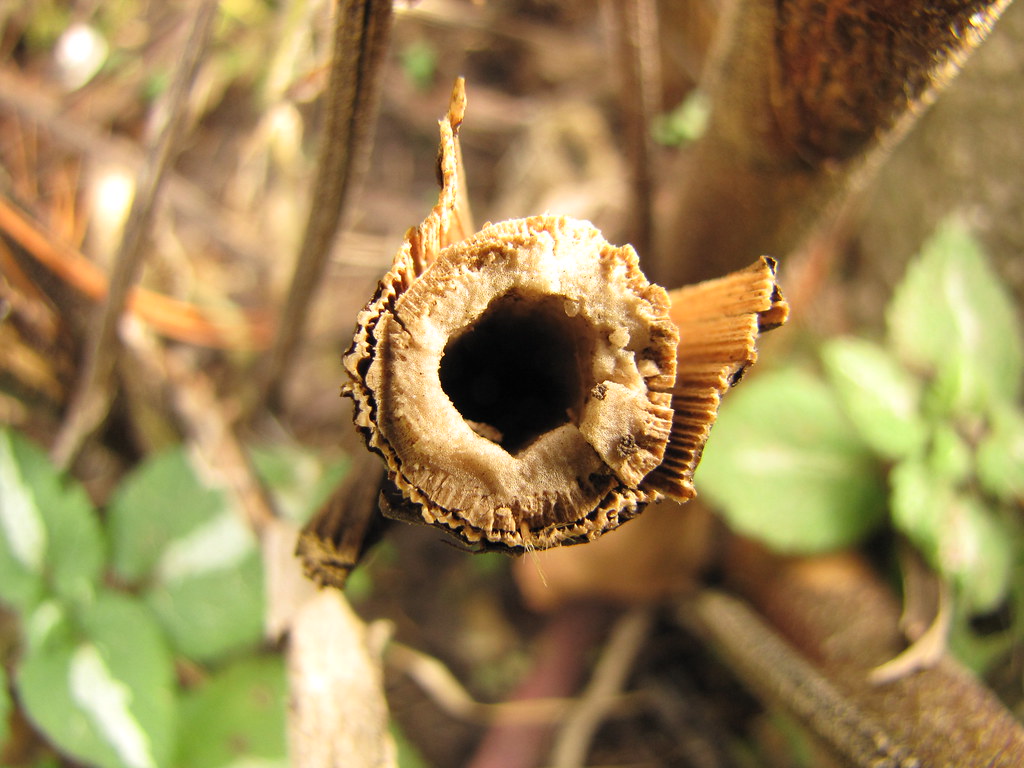 Hollow Plant Stem by Sarah Paquette Hollow stems such as t… Flickr