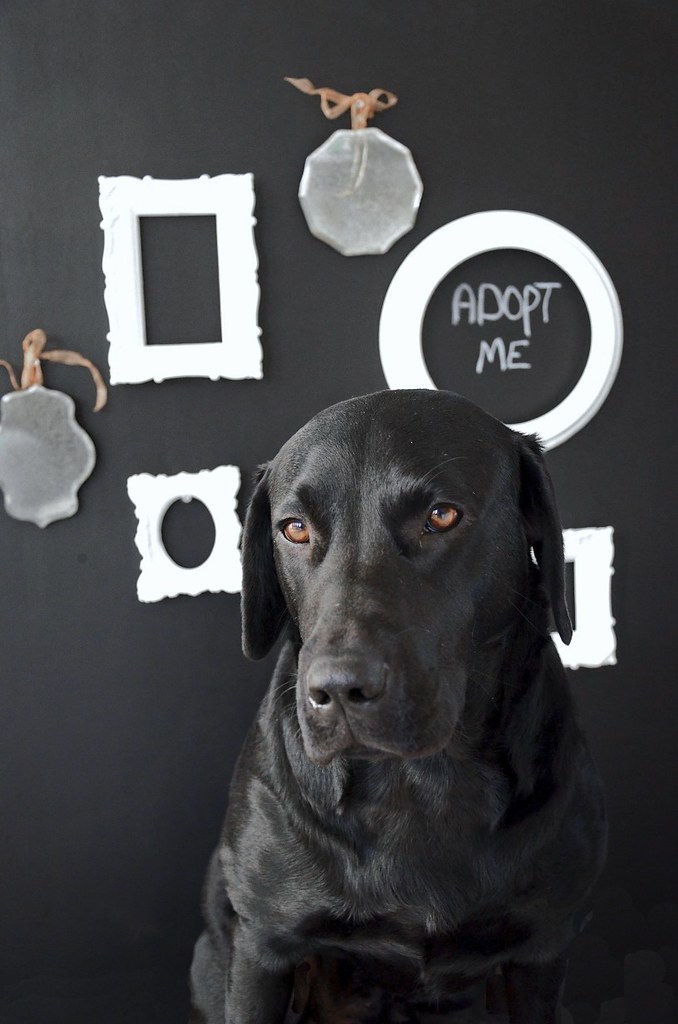 Framing beauty Lucy and Kona continue their daily adventur… Flickr