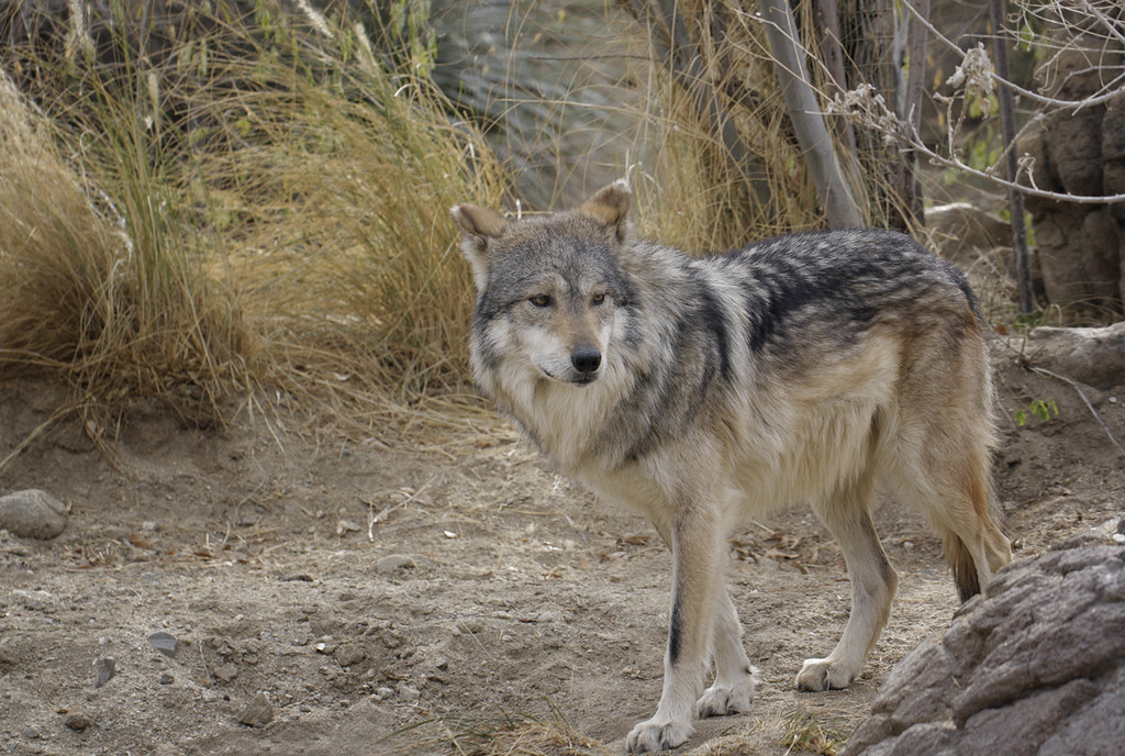 Mexican gray wolf Mexican gray wolf The Living Desert, Pal… Flickr