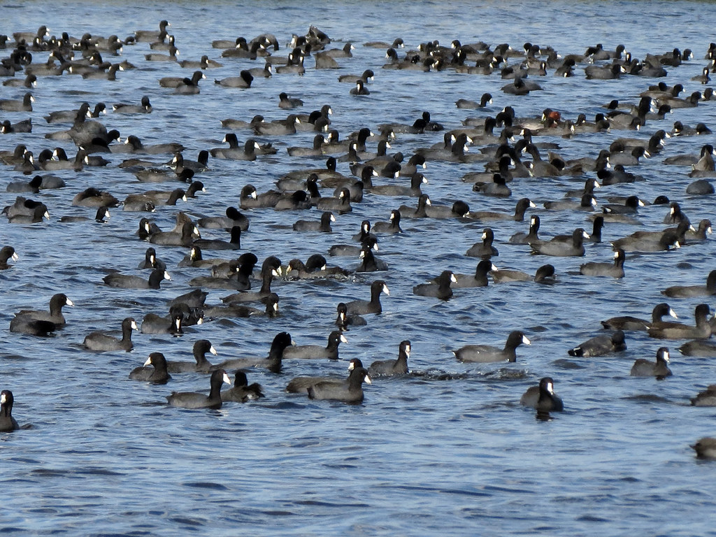 One of these coots is not Taken on a particularly cootie d… Flickr