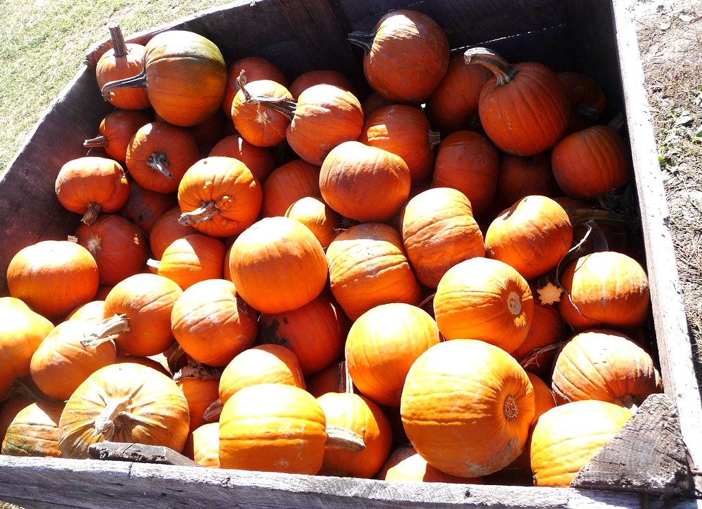 Upick pumpkins The Country Basket Store creed_400 Flickr