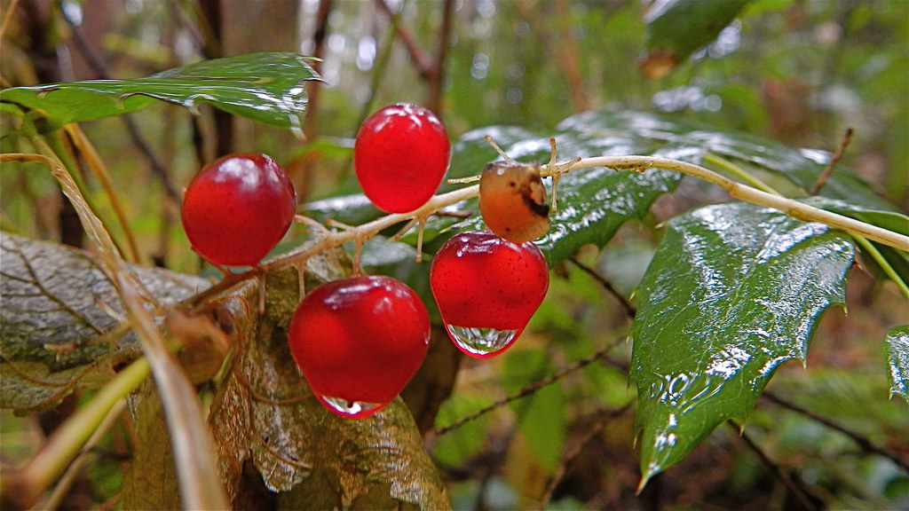 False lily of the valley berries, with rain drops Maianthe… Flickr
