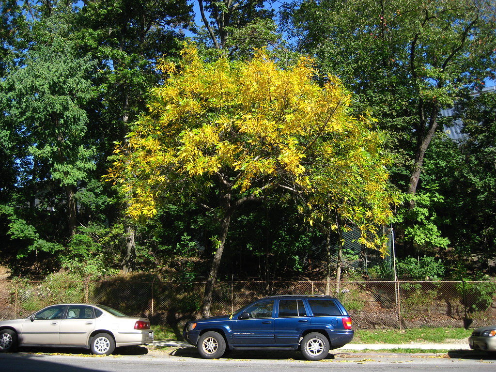 Fraxinus americana White Ash tree In Autumn Virens (Latin for