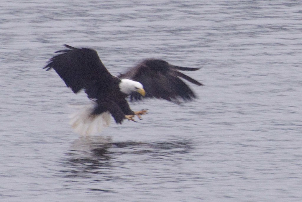 Eagles at Keokuk IA It was a dark and rainy day but in spi… Flickr