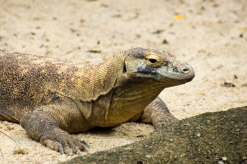 Komodo Dragon In Singapore
