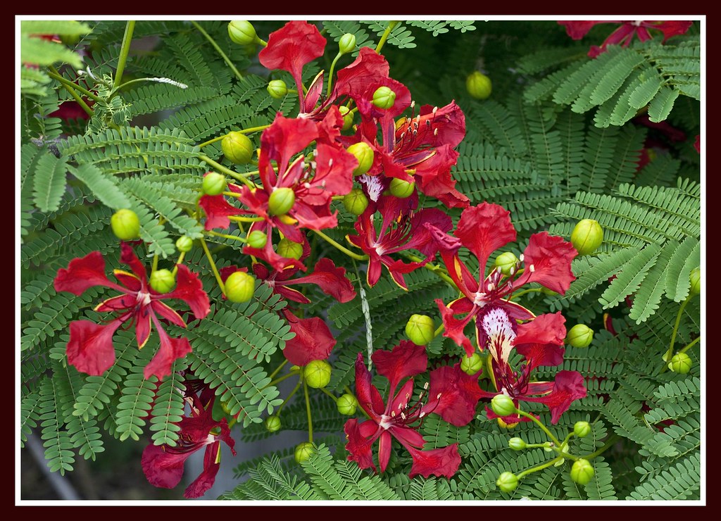 Poinciana Flower1= Poinciana Flower at Christmas John Flickr