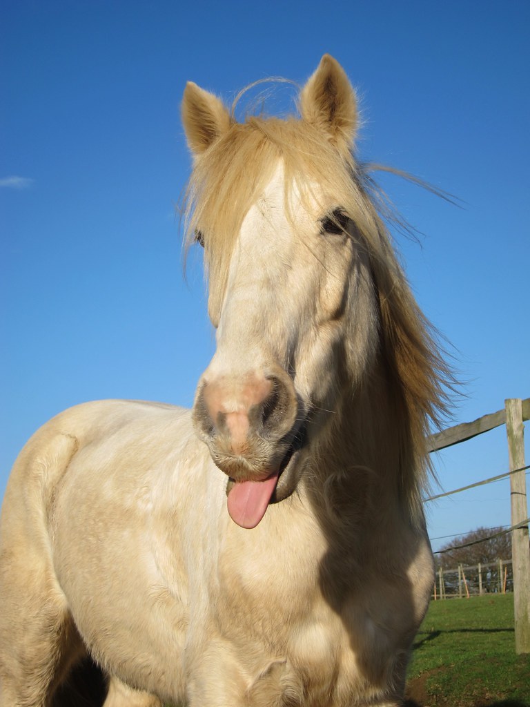 Pony sticks his tongue out a photo on Flickriver