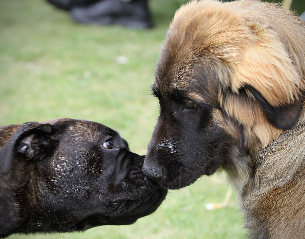 IMG_7273 The Tauranga Kennel Club's Champs Waipuna Park,… Flickr