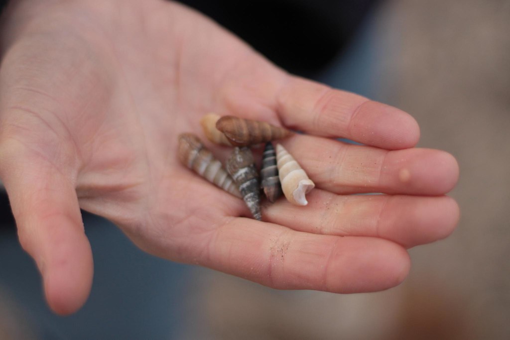 Shells from the Mississippi River below Fort Snelling Flickr