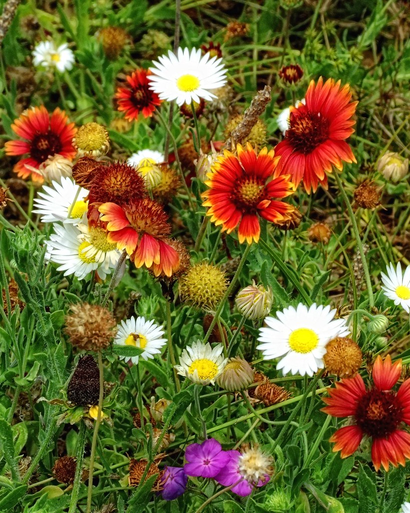 Wild Flowers near the Texas Big Tree These wild flowers we… Flickr