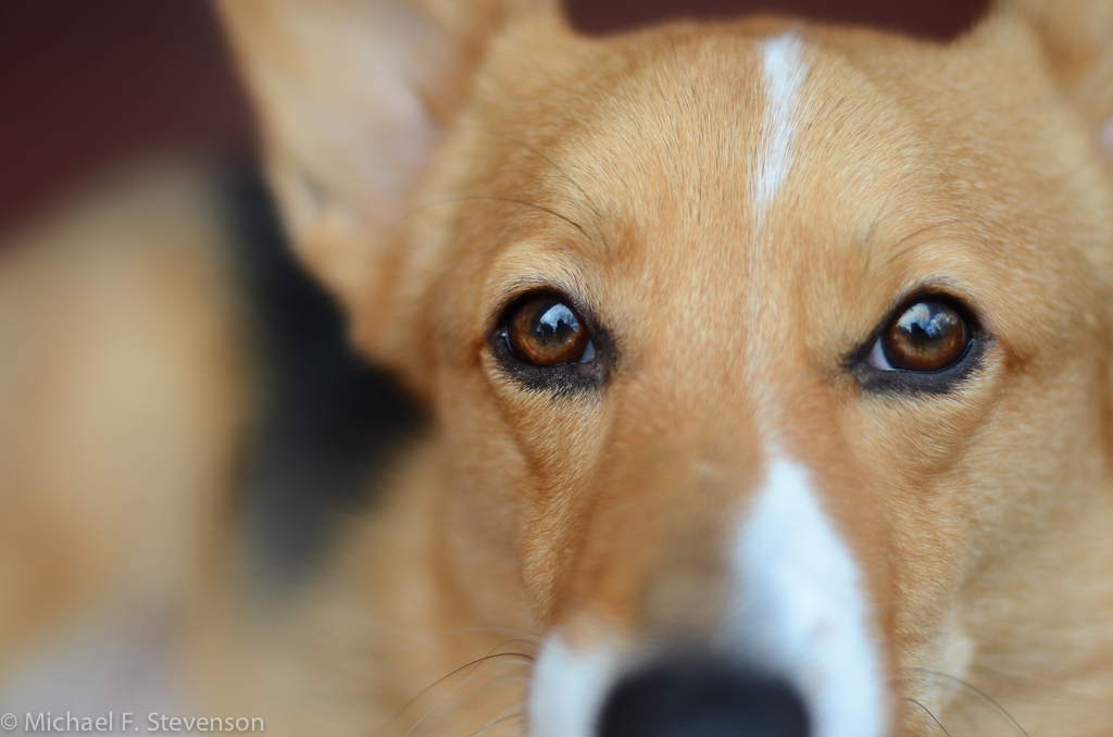 Bulging Dog Eyes D7000 50 1.8D mfsphoto Flickr