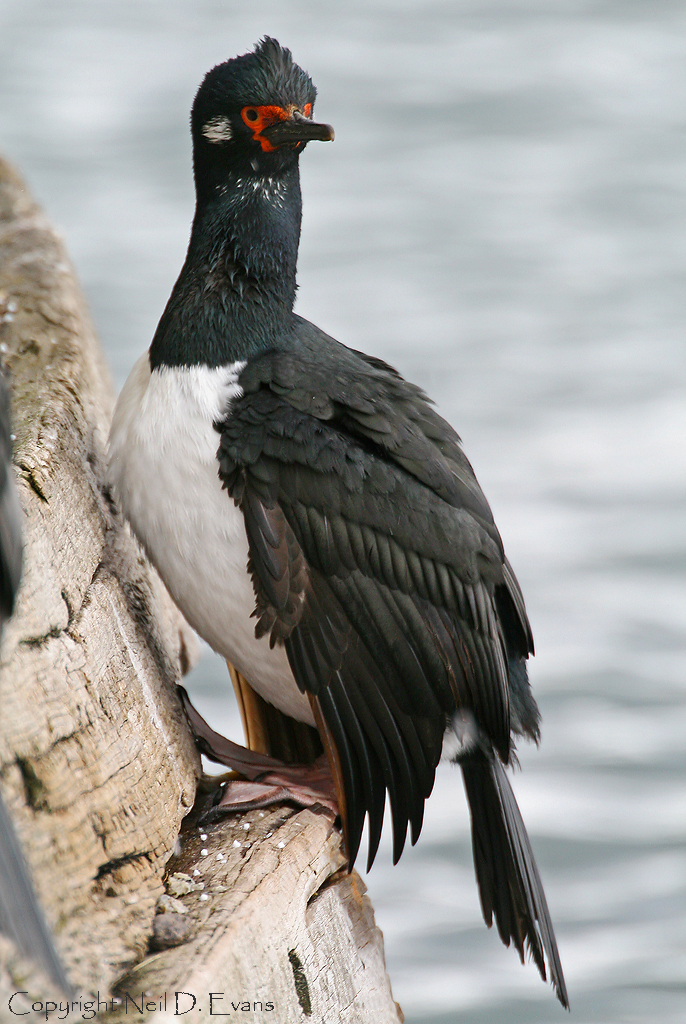 Rock Cormorant Rock Cormorant, Goose Green, East Falklands… Neil