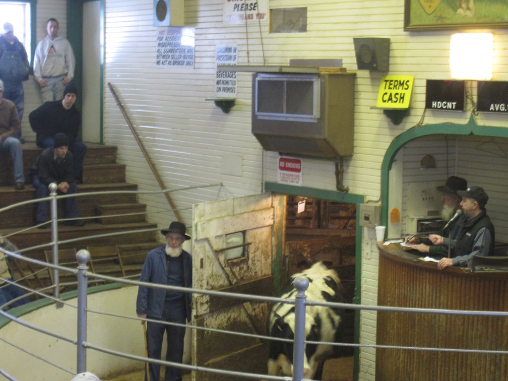 livestock auction in Dalton, Ohio thanks for taking me, Te… Flickr