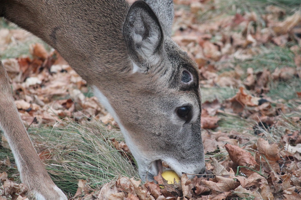 Deer eating apple Filip Prokopenko Flickr