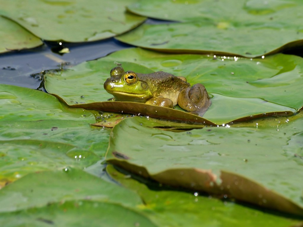 Maine Frog Enjoying the sun, taken at Gisland Farm Bill Bunn Flickr