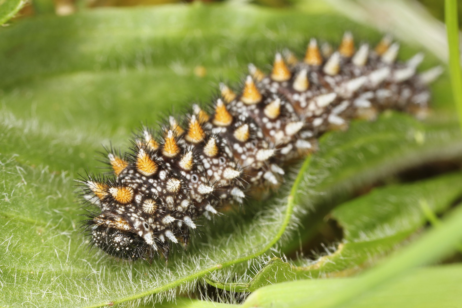 Heath Fritillary Lifecycle Flickr