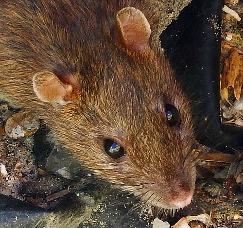 Ultimate Selfie! Ratty edit Edited version of the rat I ca… Flickr