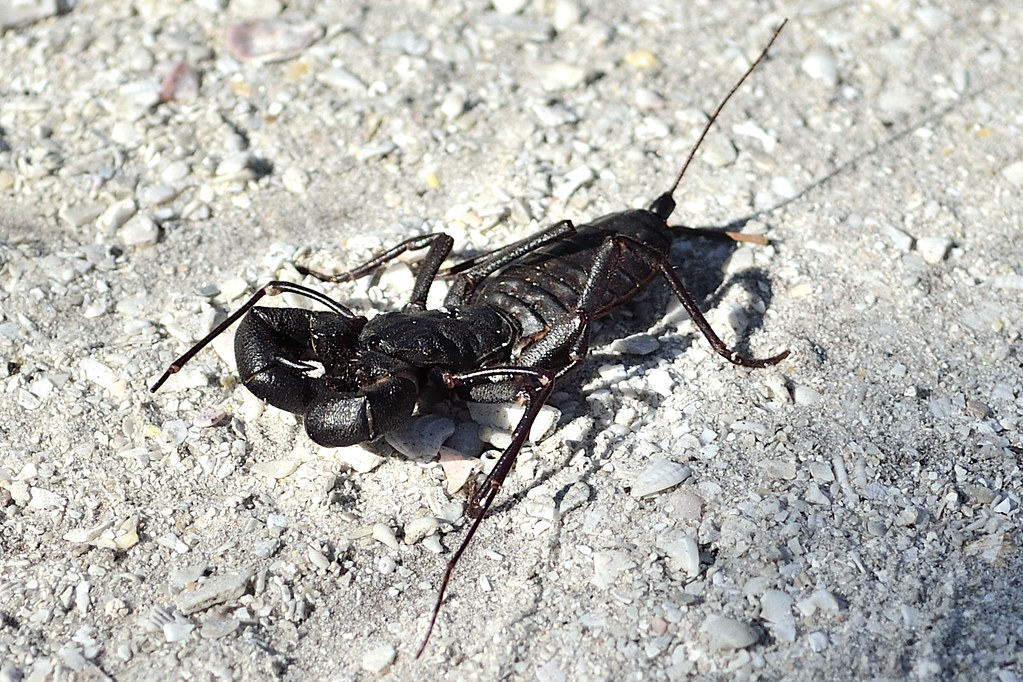 Bug2 Giant Vinegaroon, aka, Whip Tail Scorpion. Bowman's B… Flickr