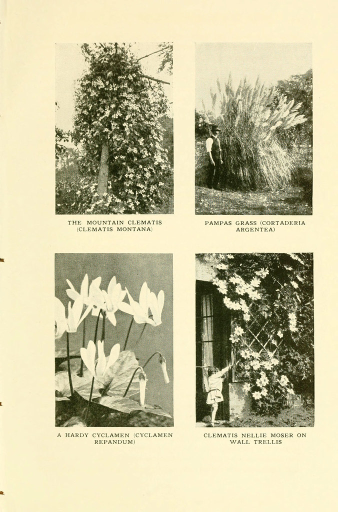 n188_w1150 The book of hardy flowers New York,Funk & Wagna… Flickr