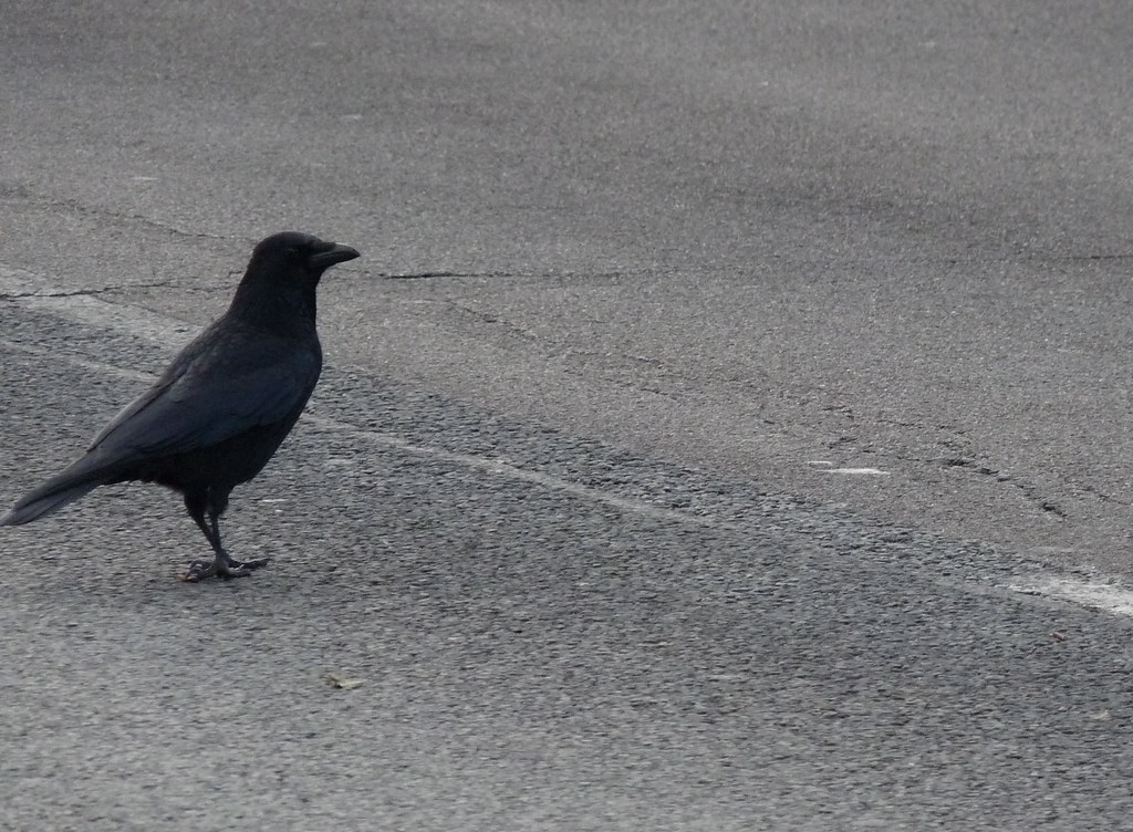 Why did the crow cross the road(2) I have no idea because … Flickr