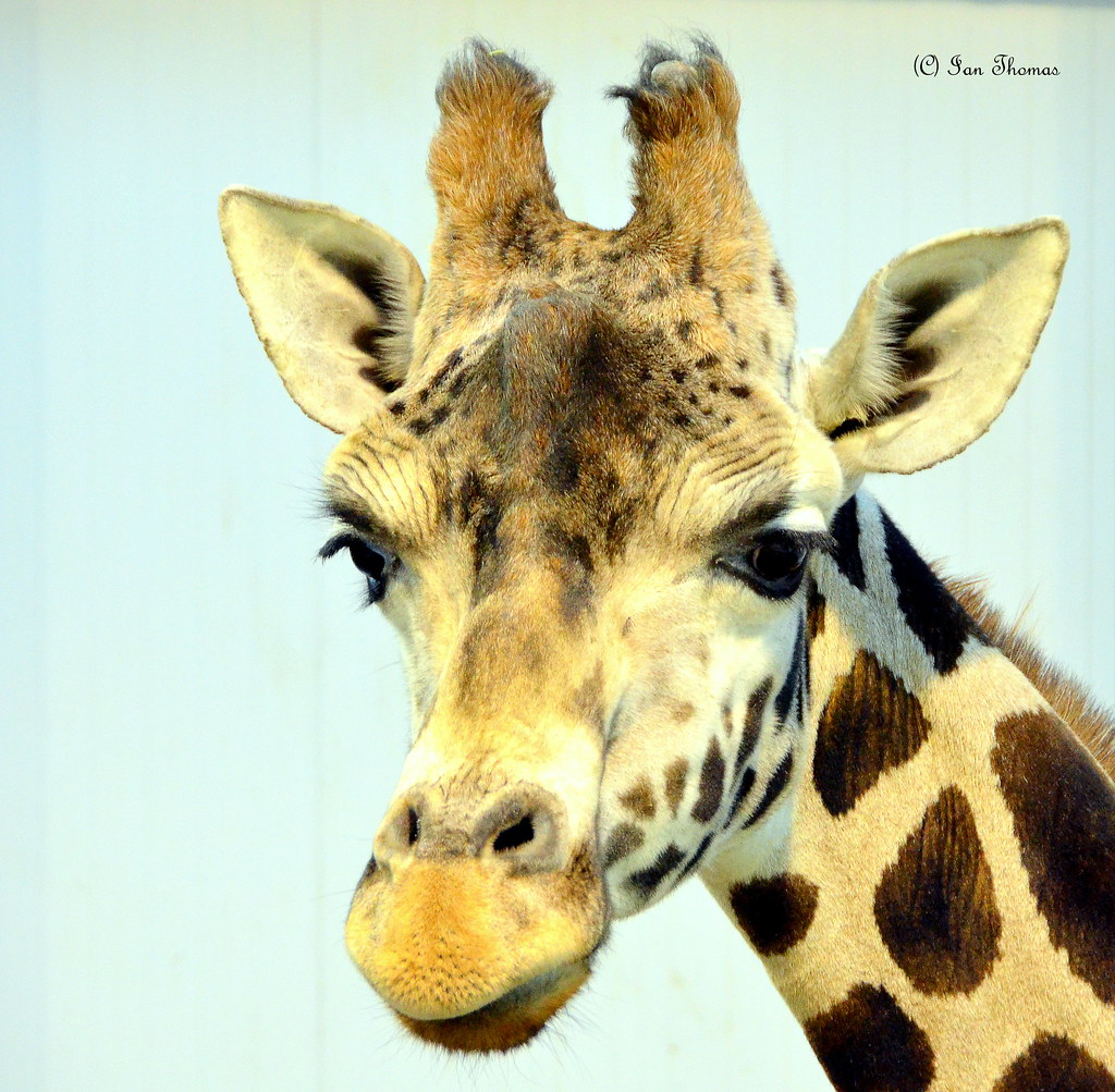 Baby Giraffe Wants To Be Loved At Blackpool Zoo Flickr