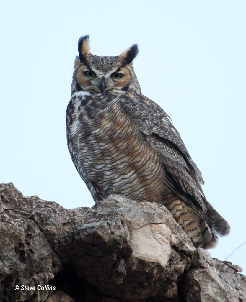 Great Horned Owl Ransom Canyon, Lubbock Co., TX Odephoto Flickr