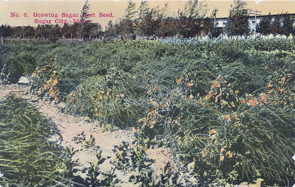Growing Sugar Beet Seed, Sugar City, Idaho Growing Sugar B… Flickr