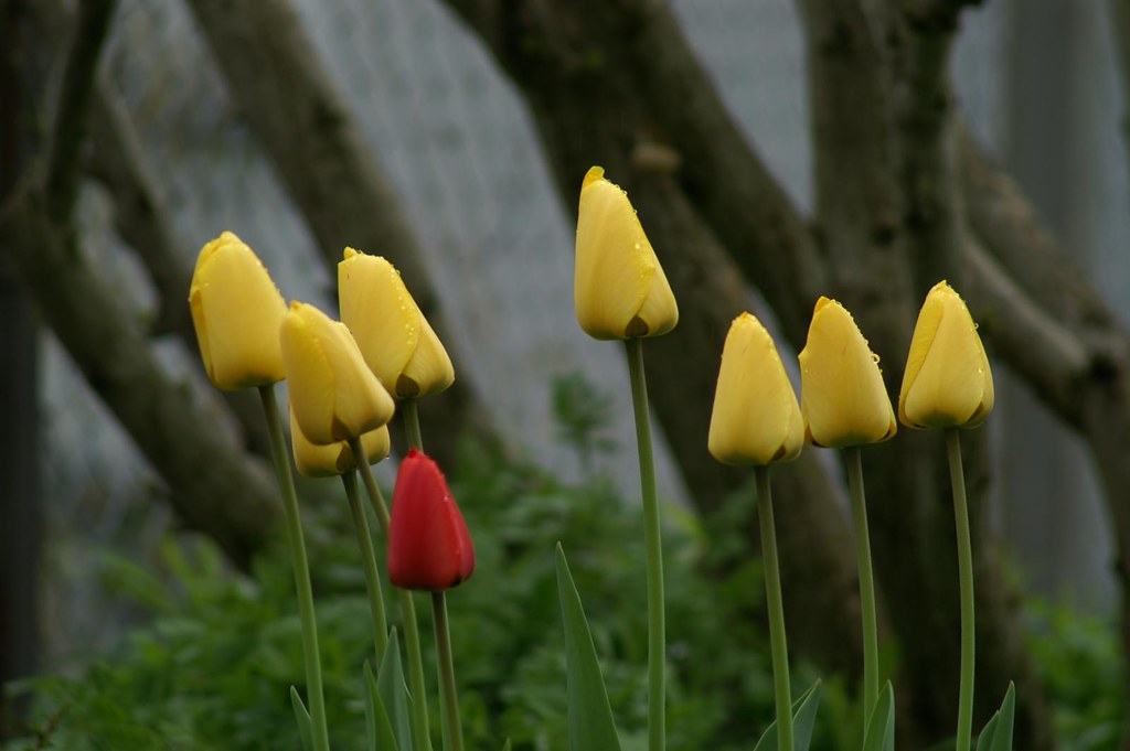 Yellow Tulips photoprimus Flickr