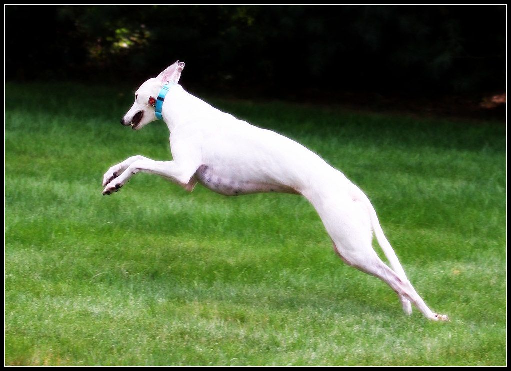 Greyhound jumping farturnfotos Flickr
