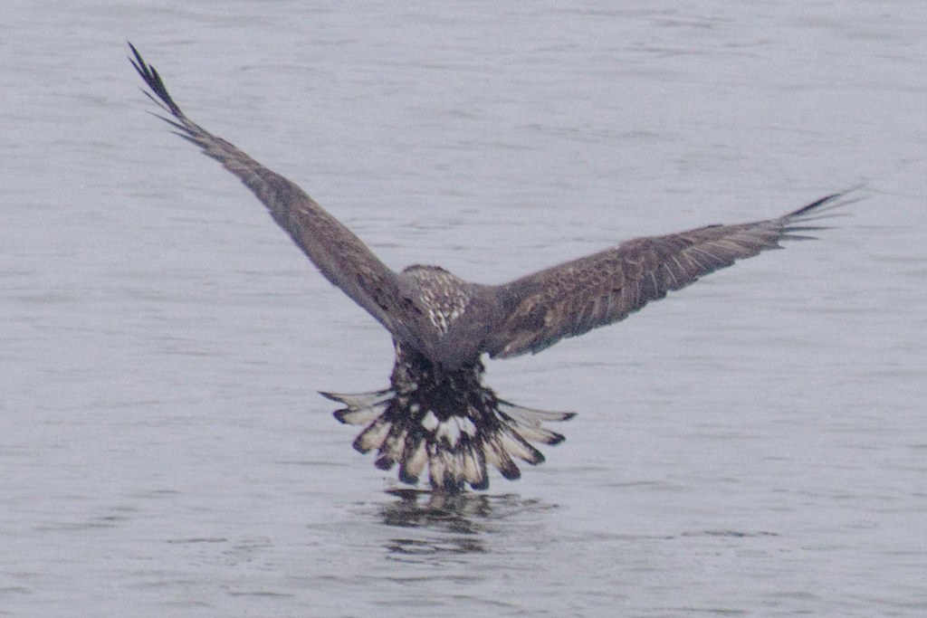 Eagles at Keokuk IA It was a dark and rainy day but in spi… Flickr