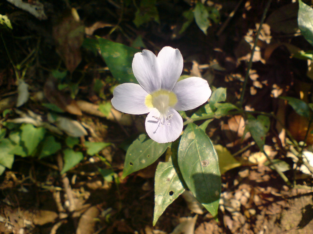 Beauty of wild flower Thusharagiri Forest, Calicut, Kerala… Flickr