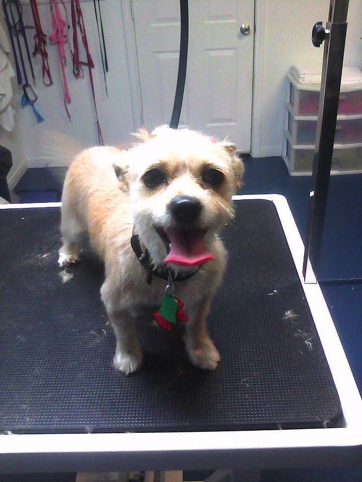 KilleenDogGrooming1 Sloppy Kisses Dog Grooming 2403 Lav… Flickr