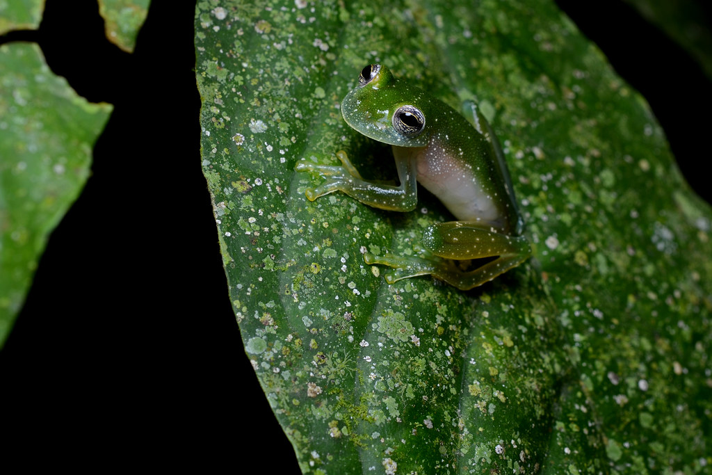 Glass frog Centrolenidae Cochranella pulverata Geoff Gallice Flickr