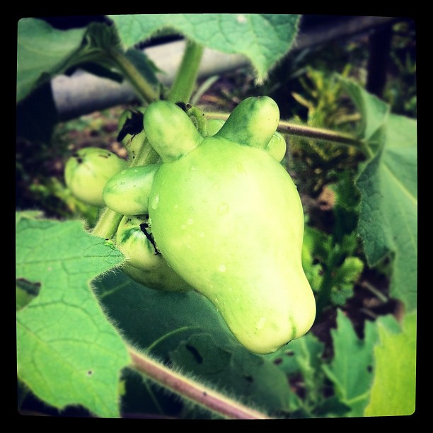 Real life Peashooter from PvsZ alvin_menchavez Flickr