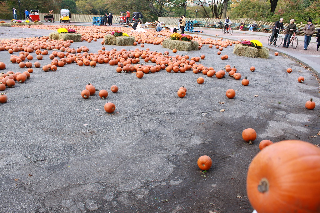 central park pumpkin festival 2023 Central Park's Pumpkin Festival 2011 Sarah Bondoc Flickr